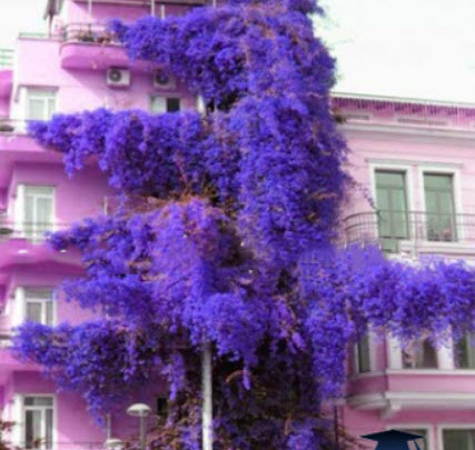 เฟื่องฟ้าเลื้อย (Climbing Bougainvillea) ดอกสีม่วง / 50 เม็ด (Vietnam)