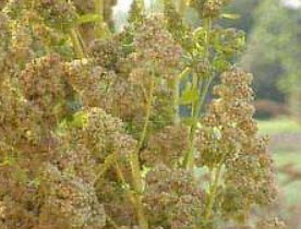 ควินัวขาว (White Quino) สีขาว / 200 เม็ด (Moldova)