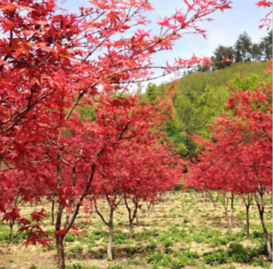 เมเปิ้ลญี่ปุ่น (Japanese Maple) สีแดง / 30 เม็ด