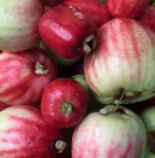 ต้นชมพู่สาแหรก เพาะเมล็ด สูง 55-70 ซ.ม.