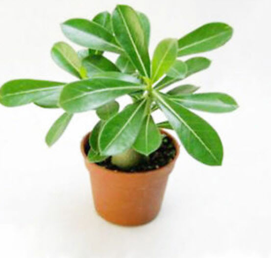 ชวนชม (Desert Rose / Adenium) ฟ้า-ขาว / 2 เม็ด (นอก)