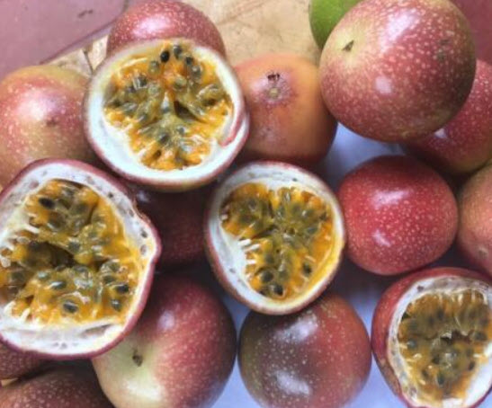 เสาวรส รวมสีเหลืองและแดง / 100 เม็ด (P2S)