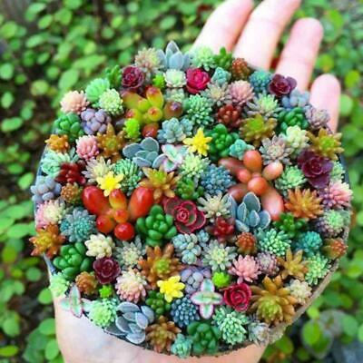 พืชอวบน้ำจิ๋ว (Mini Succulents) คละ / 100 เม็ด