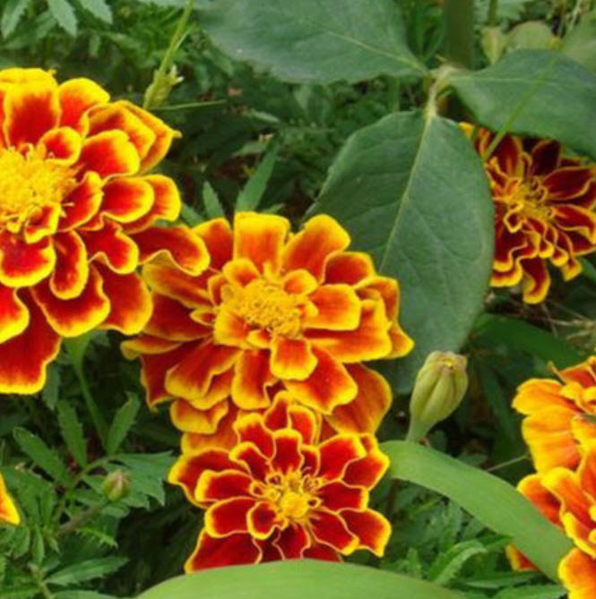 ดาวเรืองฝรั่งเศส (French marigold) / ซอง 50 เม็ด (A257)