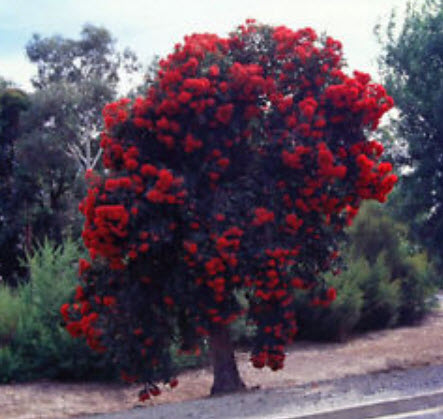 ยูคาลิปตัสแดง (Red Eucalyptus) / 25 เม็ด (Portugal)