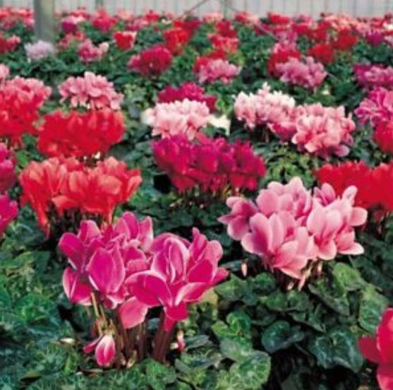 ไซคลาเมน (Cyclamen) คละสี / 100 เม็ด (S116)