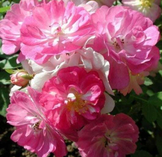 กุหลาบหนู ปีกนางฟ้า (Angel Wings) แคระ / 10 เม็ด (UK)* ขายส่ง