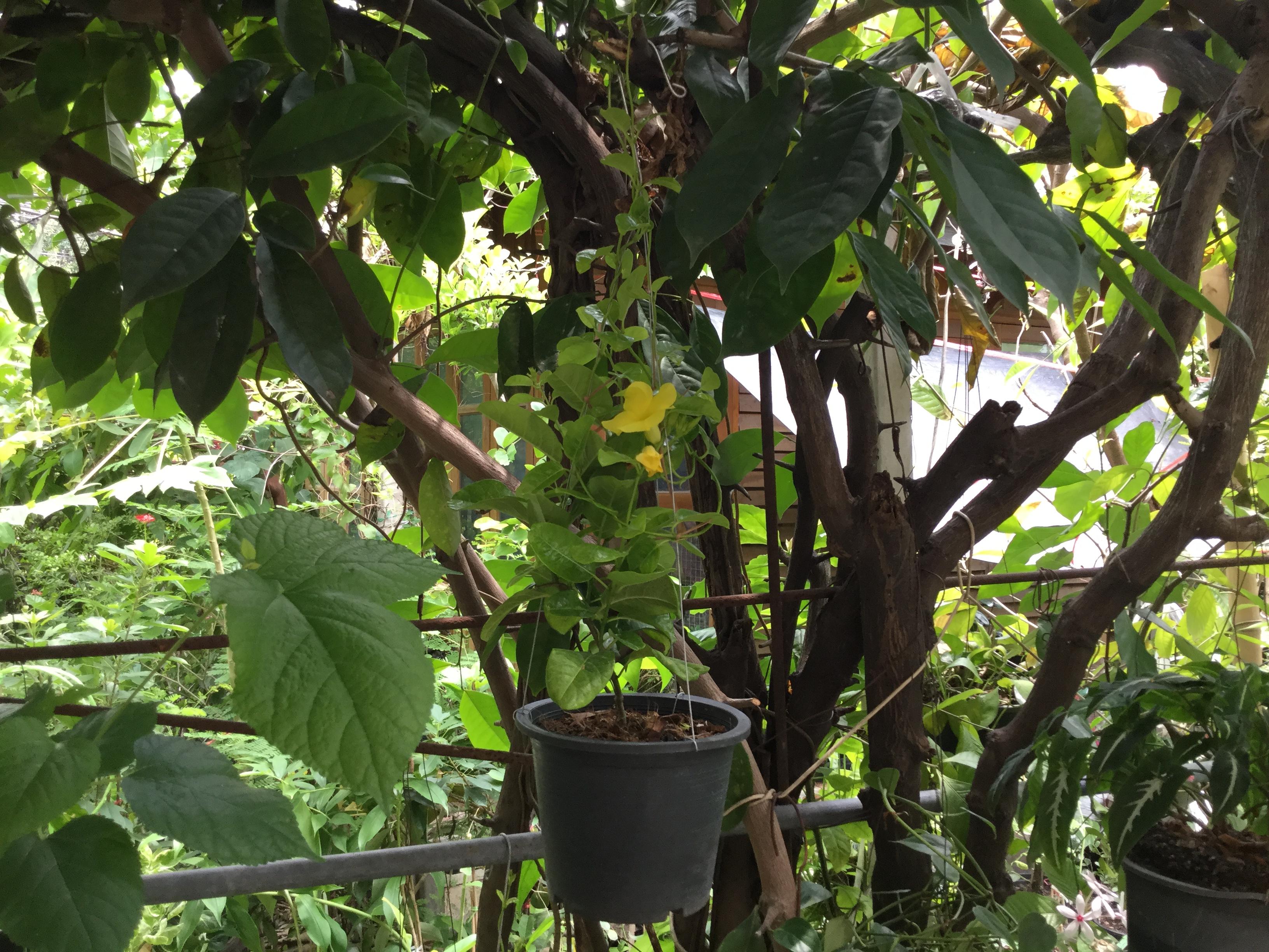 ต้นจันทร์กระจ่างฟ้า (Yellow dipladenia) กระถาง 6 นิ้ว / ต้น