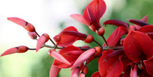 มโนรมย์ (Coral Tree) / 5 เม็ด (Portugal)