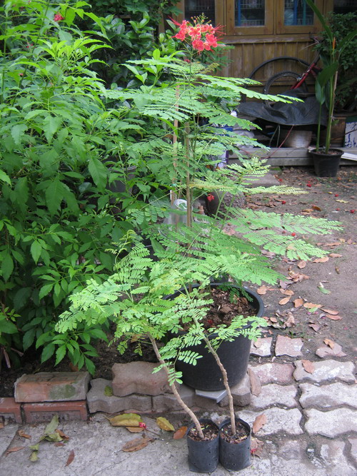 ต้นหางนกยูงไทย สีชมพู สูง 80-100 ซ.ม. กระถาง 10 นิ้ว / ต้น