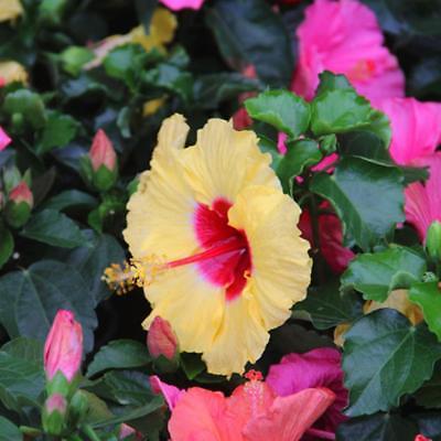 โรส ออฟ ชารอน (Rose of Sharon) เหลือง / 50 เม็ด