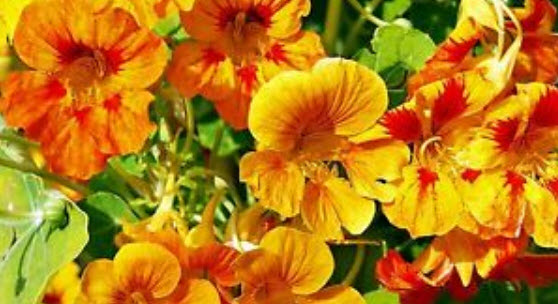 แนสเตอเตียม (Nasturtium) คละ / 20 เม็ด (UK)