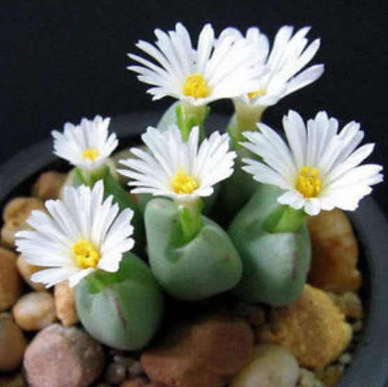 ไลท็อปส์ (Lithops) คละ / 50 เม็ด