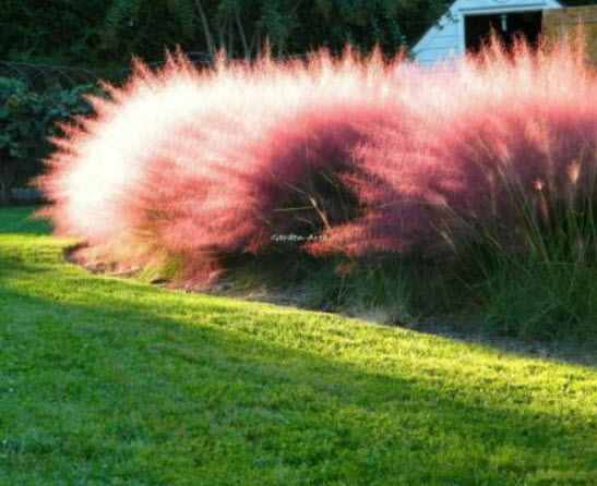 หญ้ามูลี่ สีชมพู (Pink Muhly Grass) / 50 เม็ด (France)*