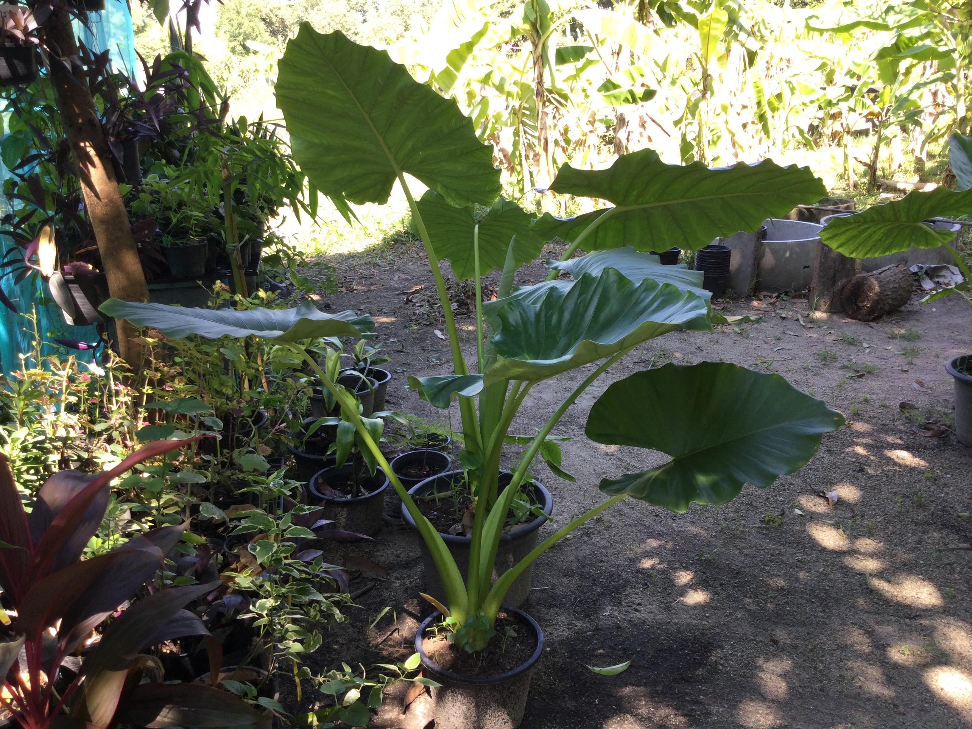 ต้นบอนหูช้าง กระถาง 12 นิ้ว