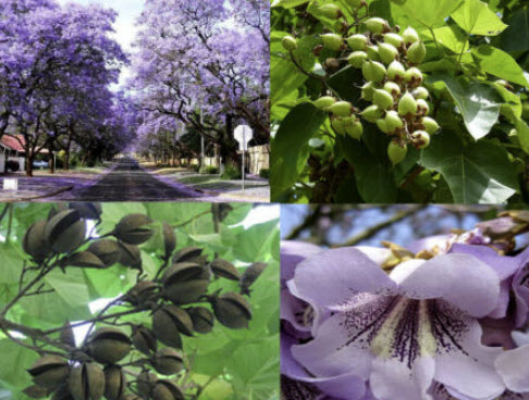 เพาโลเนีย (Paulownia tomentosa) / 250 เม็ด (Spain)