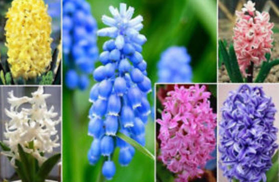 ไฮยาซินธ์ / ผีกตบชวา (Hyacinth) คละสี / 300 เม็ด