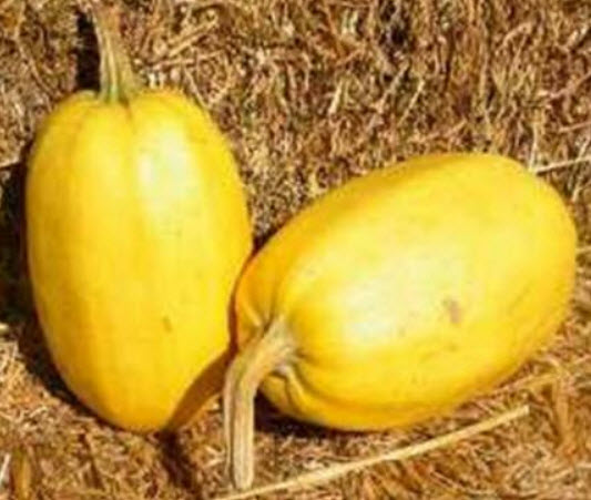 ฟักทองสปาเก็ตตี้ (Spaghetti Pumpkin) / 5 เม็ด (Hungary)