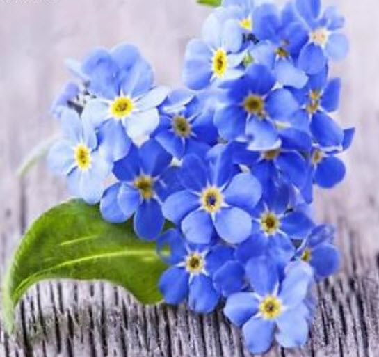 ฟอร์เก็ตมีน็อท (Forget Me Not) สีฟ้า / 50 เม็ด (China)