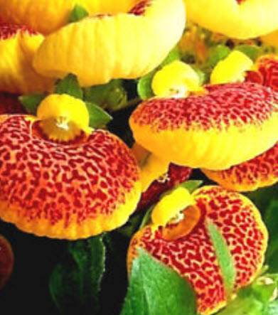 คาลซีโอลาเรีย (Calceolaria / Slipper flower) คละ / 100 เม็ด (UK)