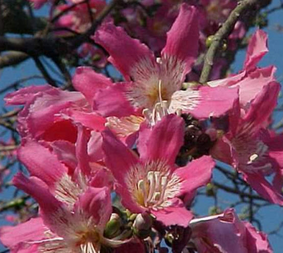 ต้นงิ้วชมพู เสียบยอด สูง 15-30 ซ.ม.