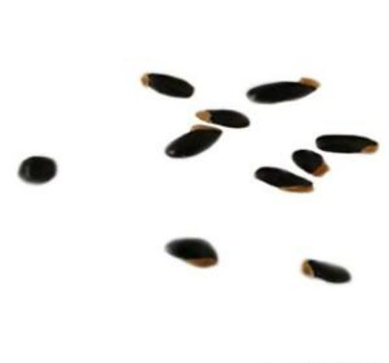 มะเฟือง (Carambola) / 50 เม็ด (นอก)