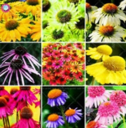 เอ็กไคนาเซีย (echinacea purpurea) คละ / 30 เม็ด
