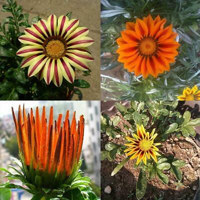 กาซาเนีย (Gazania) คละ / 100 เม็ด