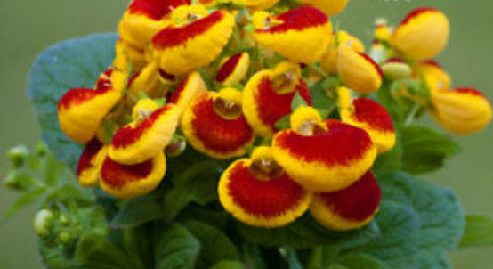 คาลซีโอลาเรีย (Calceolaria / Slipper flower) คละ / 100 เม็ด (UK)