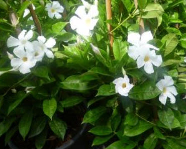 ต้นอมรเบิกฟ้าสีขาว หรืออรุณเบิกฟ้า กระถางแขวน / ต้น