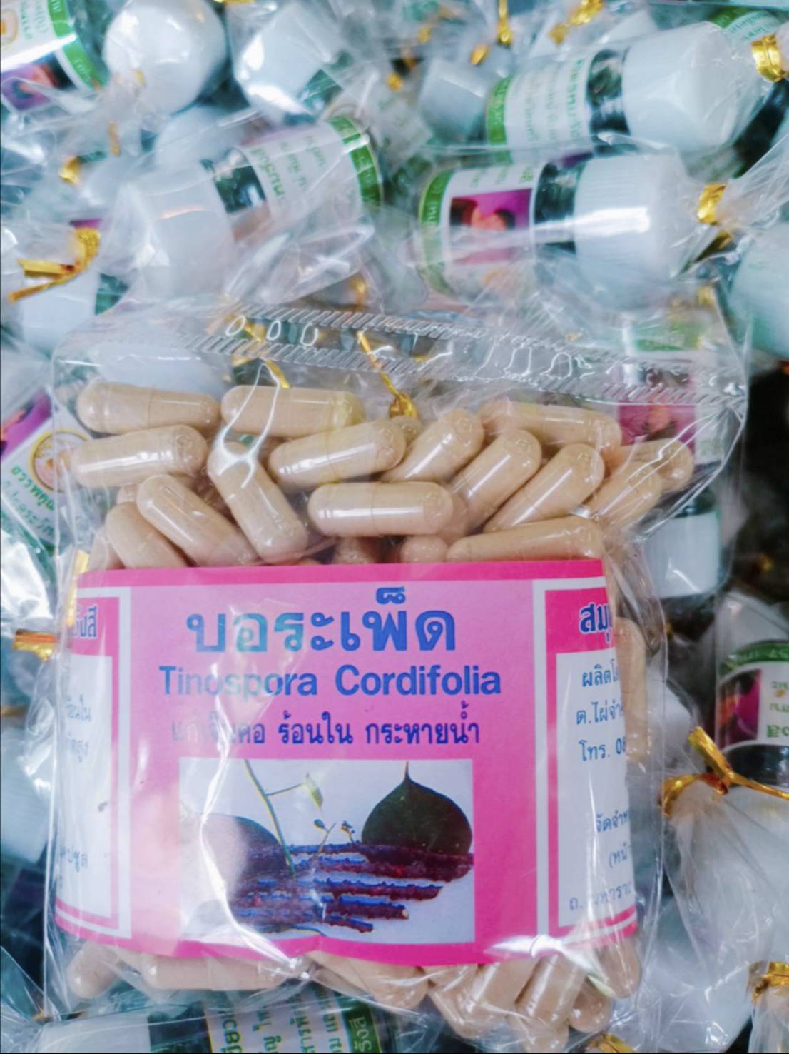 บอระเพ็ด สมุนไพรพรหมรังสี