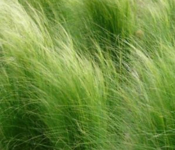 หญ้าหางม้า (Horsetail Grass) / 100 เม็ด (Poland)