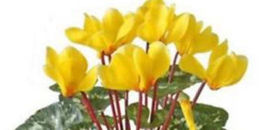 ไซคลาเมน (Cyclamen) สีเหลือง / 20 เม็ด (Malaysia)