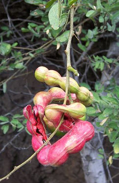 มะขามเทศ (Manila tamarind) สีชมพู / 15 เม็ด (ไทย)