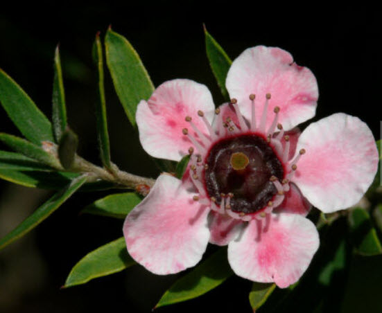 มานูก้า ชมพู (Pink Manuka) / 100 เม็ด (New Zealand)*