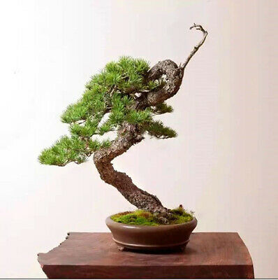 สนจิ๋ว (Miniature Pine) บอนไซ / 25 เม็ด (นอก)