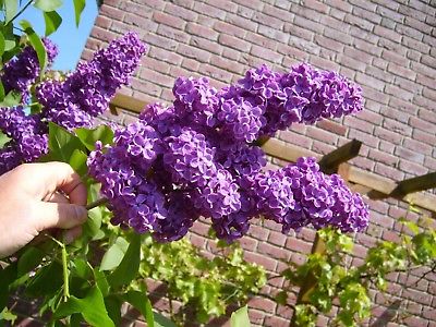 ไลแลคญึ่ปุ่น (Japanese Lilac) สีม่วงอ่อน / 50 เม็ด (นอก)