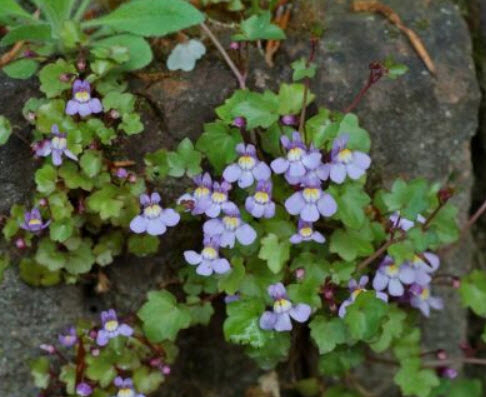 เคนิลเวิร์ธ ไอวี่ (Kenilworth ivy) / 200 เม็ด (UK)