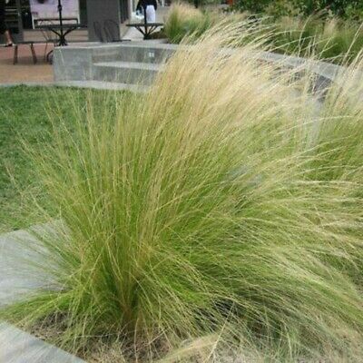 หญ้าขนเม็กซิกัน (Mexican Feather Grass) / 100 เม็ด