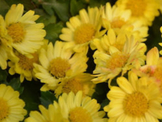 เบญจมาศ คลุมดิน คละสี / ซอง 30 เม็ด (A274)