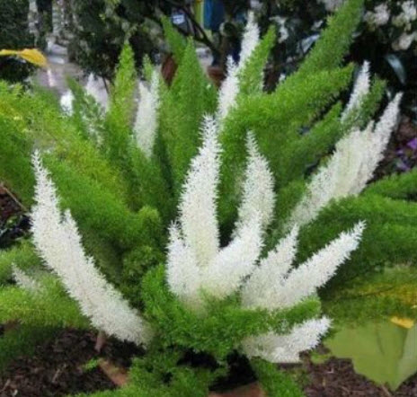 ปริกหางกระรอก (Foxtail Fern) คละ / 50 เม็ด (นอก)