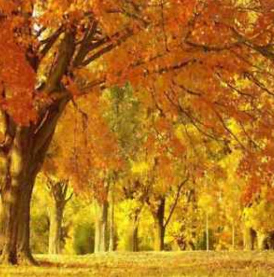 เมเปิ้ลต้น (Maple tree) คละสี / 10 เม็ด