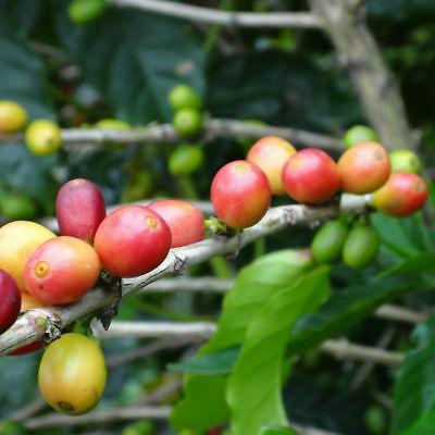 กาแฟ ฮาวาเอียน โคน่า (Hawaiian Kona Coffee) / 100 เม็ด