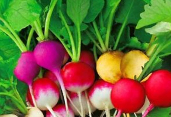 ไชเท้า (Radish) คละสี / 700 เม็ด (UK)