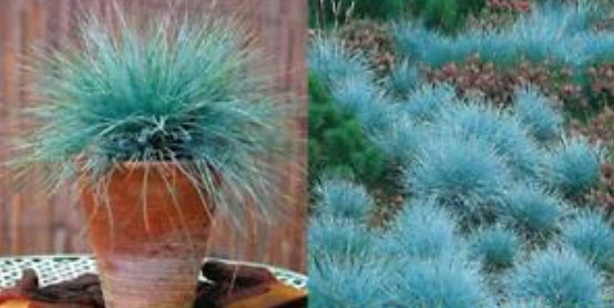 หญ้าฟาง (Fescue grass) สีฟ้า / 100 เม็ด