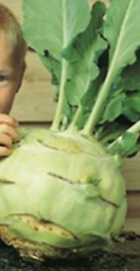 กะหล่ำปมยักษ์ (Giant Kohlrabi) / 250 เม็ด (Ukraine)