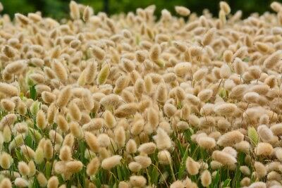 หญ้าหางกระต่าย (Bunny Tails grass) / 3,200 เม็ด (Poland)