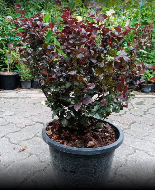 ต้นหงส์ฟู่ (Chinese Fringe Flower) กระถาง 10 นิ้ว สูง 50-60 ซ.ม. / ต้น