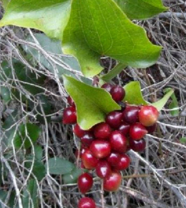 ซาร์ซาแพริลล่า (Sarsaparilla / Smilax Aspera) / 25 เม็ด (France) *
