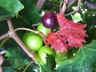 องุ่นมัสคาดีนดำ (Black Mascadine Grape) / 5 เม็ด (USA)